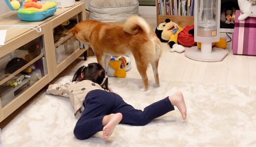 柴犬のためにテレビ台下に入ったボールを取ってあげる３歳娘