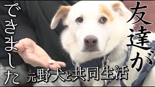 【保護犬】元野犬ウォンカ、友達ができました。【元野犬と共同生活】