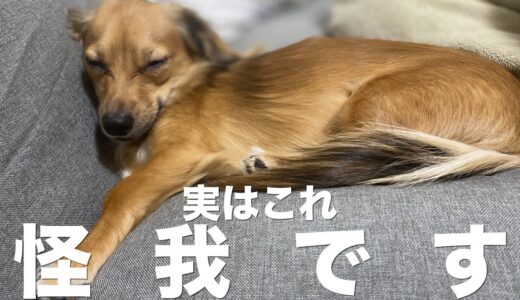 飼い主の多くが気付けない犬が怪我している時に見せる行動