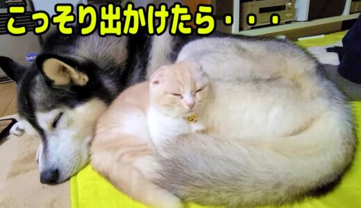 休日にこっそり出かけたらハスキー犬と子猫が...