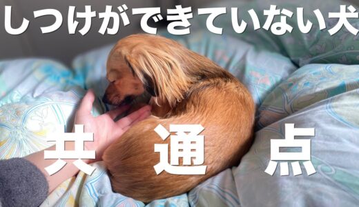 【当てはまったら注意】しつけができていない犬の特徴