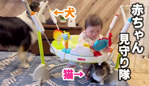 ベビーシッターをしてくれる犬と猫が尊い。　Cats And Dogs Babysitting