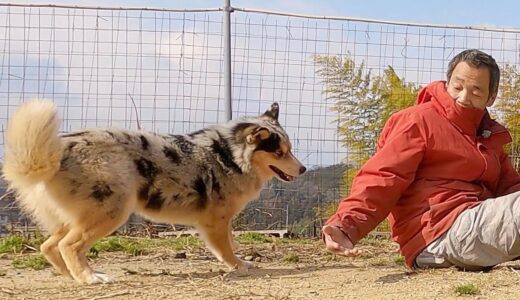 保護犬シュンくんフィールドでリード付けれました【予告編】