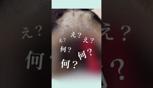 【犬のオスが出産？】最後に何か産まれたんだけどwミニチュアダックスとチワックス