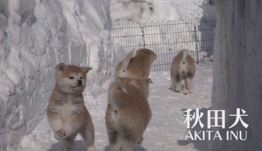 雪国で産まれた秋田犬　そのむじゃきな姿に癒される