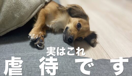 飼い主の多くが犬にやってしまっている虐待に値する行動