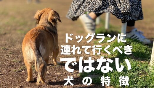 飼い主がドッグランに連れて行くべきではない犬の特徴