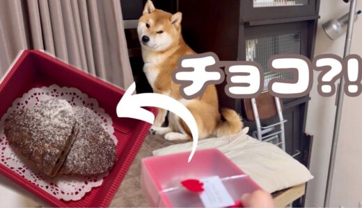 バレンタインなので犬用チョコレートを作って柴犬にプレゼントしてみた