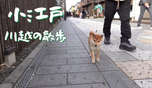 豆柴と「小江戸川越」へ。犬社会の洗礼を受ける久兵衛。