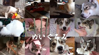 【保護犬】誤食から半年【子犬】切開手術から初めてのぬいぐるみ遊び！