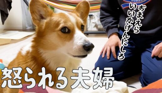 ついに愛犬からクレームがきました【しゃべる？コーギー犬】