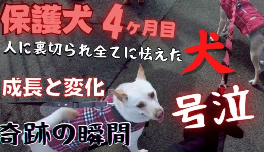 保護犬【４ヶ月目】初めて見せた「ビビリ犬アッチャン」変化の瞬間！犬の中に飛び込んだ