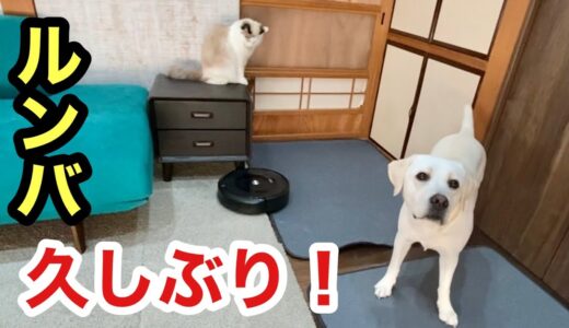 新居で初めてルンバ運転した時の犬と猫の反応が切なかったです