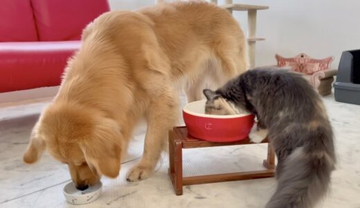 【閲覧注意】猫のエサを食べる犬と、犬のエサを食べる猫