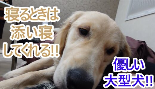 寝るときは一緒じゃないと寝ない優しい大型犬！ゴールデンレトリバーの子犬ティト。