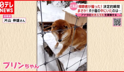 【犬が発見】寒くて逃げ込んだ？ 犬小屋にいたのは…