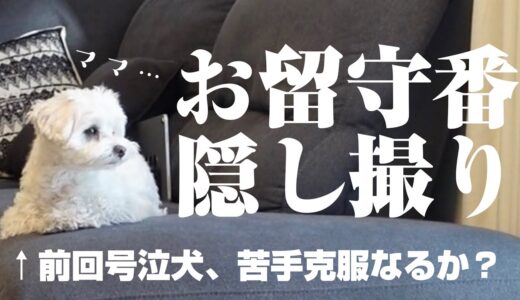 寂しがり犬のお留守番を隠し撮り！遠吠え号泣克服なるか？【マルプー】マルチーズ×トイプードル