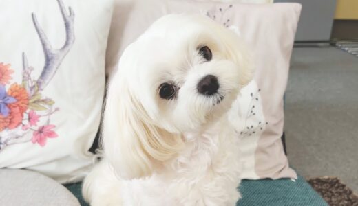 飼い主の朝食をなんとかして食べようとしてくる犬【マルチーズ】