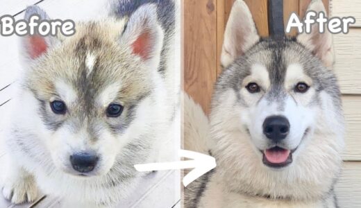 【成長記録】子犬から成犬になるまでの1年間の軌跡【シベリアンハスキー♂フィン】