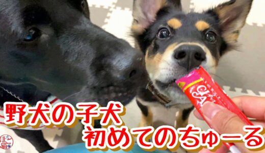 【子猫　子犬　保護犬　保護猫】 野犬の子犬カカオ君　初めてのちゅーる