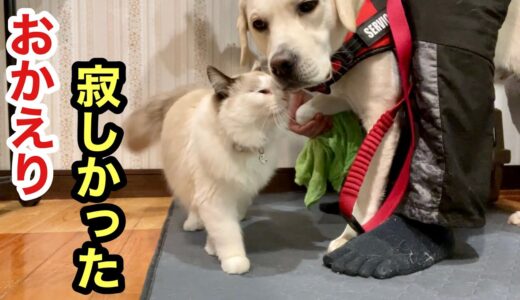 犬が散歩から帰って来た時の猫の反応がこちらです