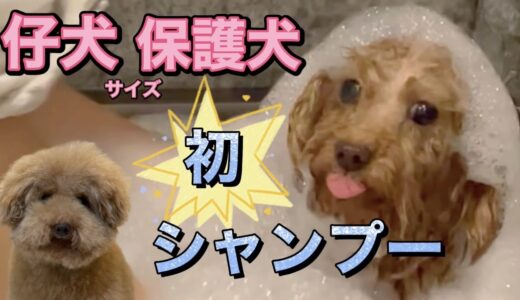 【保護犬】子犬サイズのトイプードル　初シャンプーで寝落ちハプニング