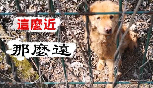 高速公路護欄外來了一隻受傷的小金毛犬，幾天的照顧卻換不來它的心…