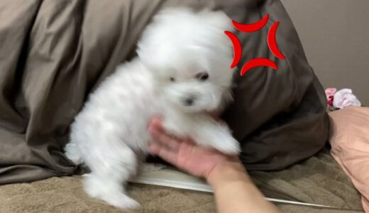 【閲覧注意】うちの犬が突然狂い始めました【マルチーズ】