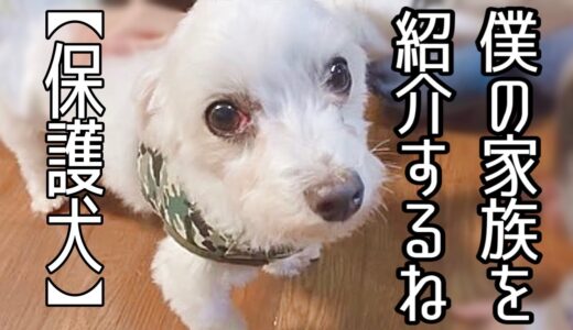 飼い主に捨てられ彷徨っていた保護犬に家族ができました♪そして、嬉しいお客様が来た日のvlog