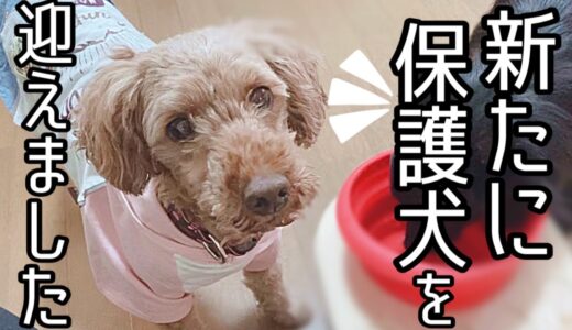 保護犬ハナ、ほんの少しだけ一人っ子気分を満喫した日のvlog 八重ちゃんを送り出した翌日に、新メンバーをお迎えしました♪