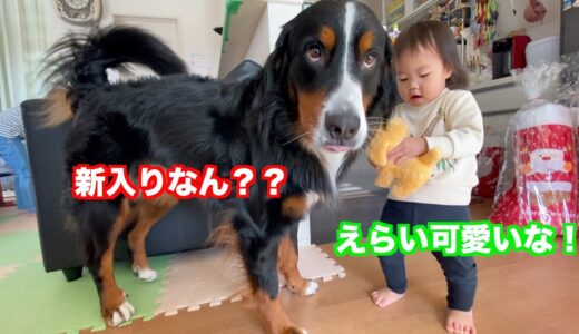 犬のおもちゃに興味津々な　バーニーズマウンテンドッグ　 bernese mountain dog