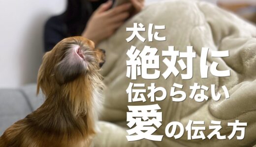 飼い主の多くがしてしまっている犬への間違った愛の伝え方