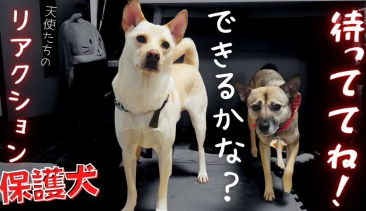 保護犬「まっててね」リアクションが可愛すぎる