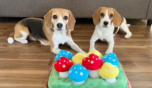 【犬と室内遊び - 宝物探し編】雨の日の過ごし方 - 楽しくストレス発散【ビーグル多頭飼い】