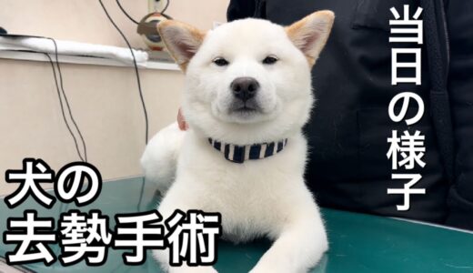 【犬の去勢手術】手術や入院の様子はこんな感じです。白柴犬が可愛すぎました。