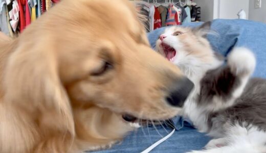 【注意】犬と猫を一緒に飼わないでください