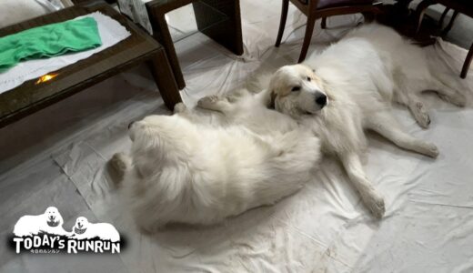 ルンルンを枕にする犬界きっての枕通アランです　Great Pyrenees　グレートピレニーズ