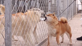 气性也太大了，记仇的小柴见了哈士奇就干架Hot temper! Avenging Shiba fights when meet Huskies