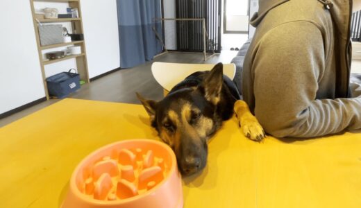 めちゃめちゃ眠たいけど、おかわりが欲しいシェパード犬【German Shepherd】 My Really Sleepy Dog Wants Another Cup Of Food...