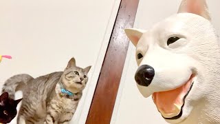 もしも飼い主が犬になって家に帰ってきたら？？