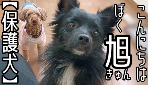 保護犬、旭くんとハナの関係は？朝ごはん&お散歩風景をお届けします♪