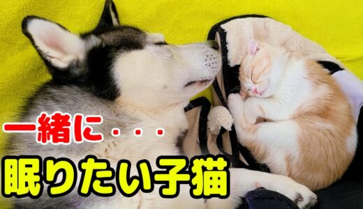 こっそりハスキー犬と一緒に寝たい子猫が可愛いすぎる