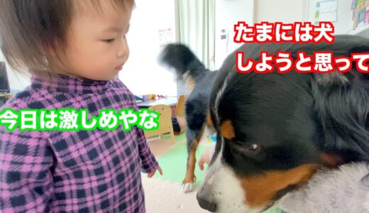 1歳児と大型犬の日常　バーニーズマウンテンドッグ　 bernese mountain dog