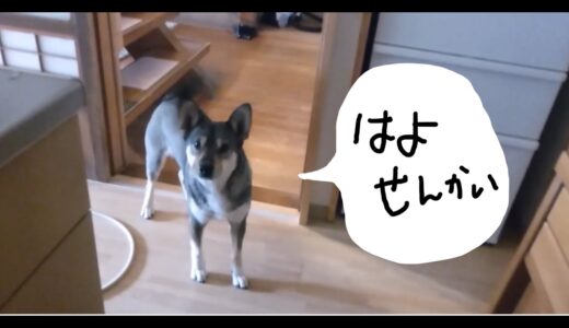 しゃべる犬　復活した日