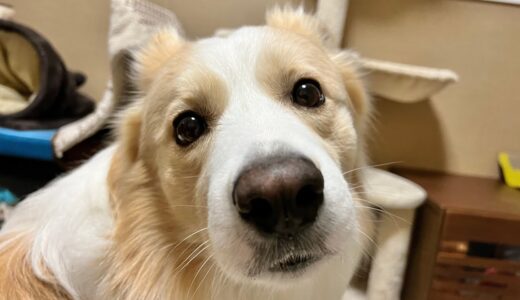 目で訴えかけてくる犬を無視できる？