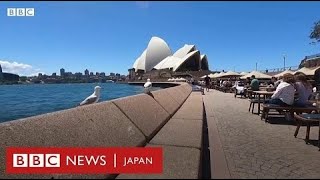 食べ物狙うカモメを追放　シドニーのカフェで犬が活躍