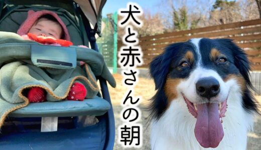 赤ちゃんと犬を育てる私の朝の日課　Dog and baby morning routine