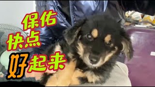 2022-2-17 Stray dogs rescue in Wuhan China 希望犬瘟带给小不点的后遗症尽快好起来🙏🙏