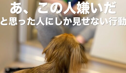 犬が嫌いだなと思った人にしか見せない行動