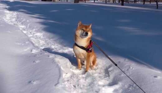 恋をしたことでより強固な拒否犬となった柴犬。